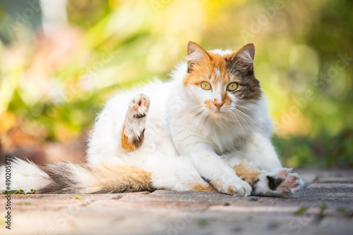 Cuadro en lienzo Closeup shot of a Turkish van on the blurry background