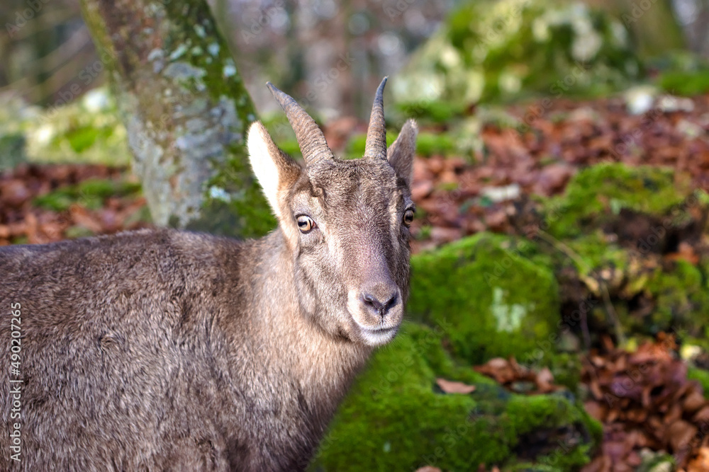 Closeup of a goral in the forest - obrazy, fototapety, plakaty 