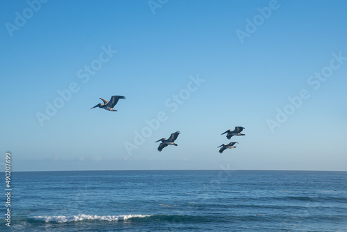 Pelicans Aguadilla Beach Puerto Rico