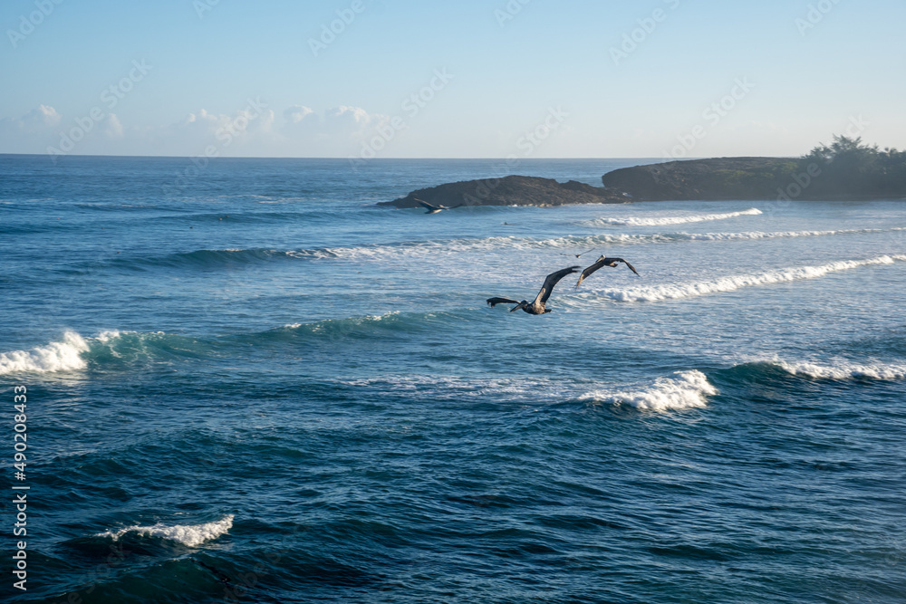 Fototapeta premium Pelicans Aguadilla Beach Puerto Rico
