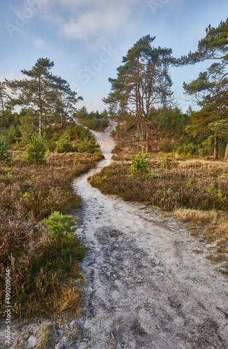 Vertical shot of a river flowing through a forest in Brunssummerheide photo