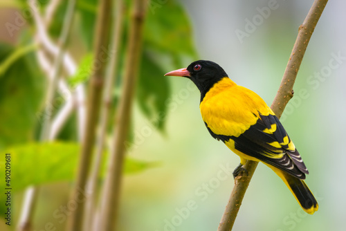 Εκτύπωση καμβά Cute Black-hooded Oriole on a tree branch