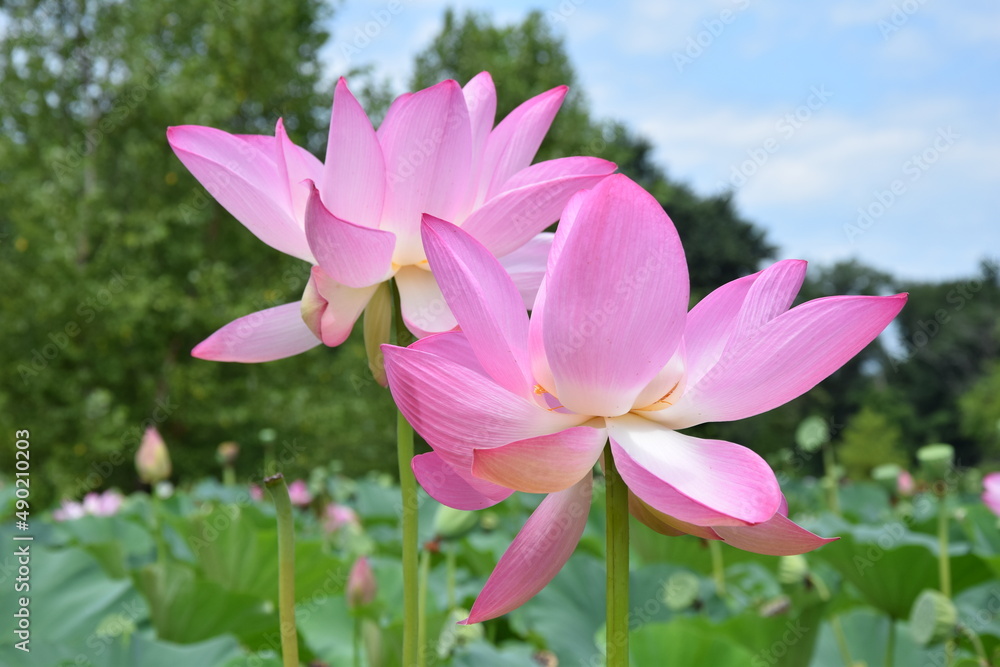 Pink lotus with lotus leaves at Kenilworth Park in Washington D.C. Pink lotus with lotus leaves at Kenilworth Park in Washington D.C.