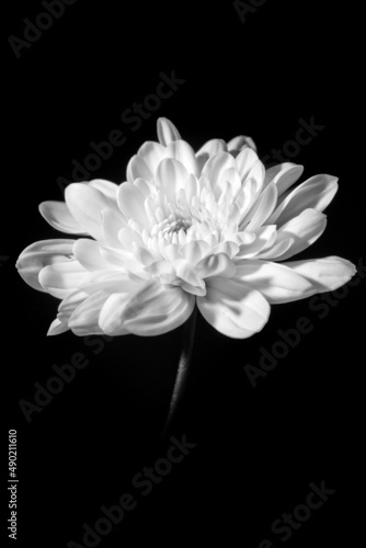 Fotografía Vertical greyscale shot of a beautiful Chrysanthemum flower against a black back
