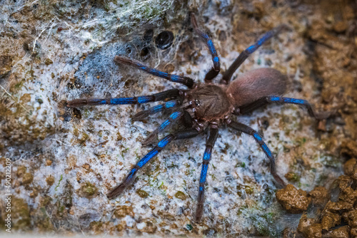 Closeup of a Birupes tarantula