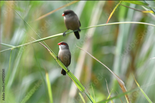 Shallow focus shot of two Common waxbill standing on Setaria viridis plants with blurred background photo