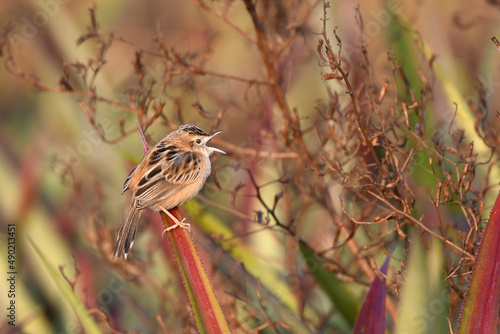 Shallow focus shot of a small Zitting cisticola bird standing on red Aloe speciosa plant in the park photo