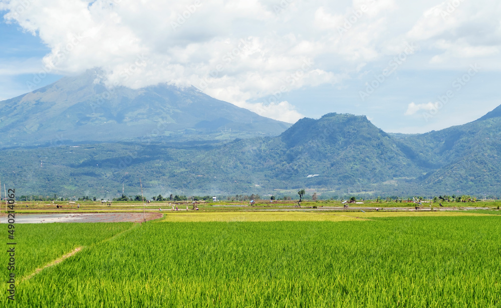 Rice Fields in Central, Java