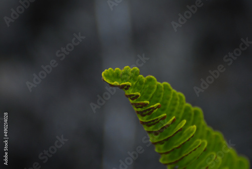 Closeup shot of a common polypody branch photo