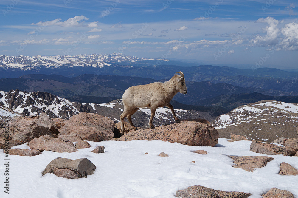 Beautiful mountainous snow scenery, one sierra nevada bighorn sheep standing on a rock - obrazy, fototapety, plakaty 