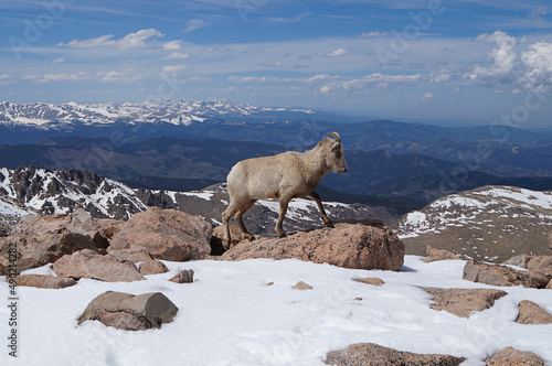 Beautiful mountainous snow scenery, one sierra nevada bighorn sheep standing on a rock