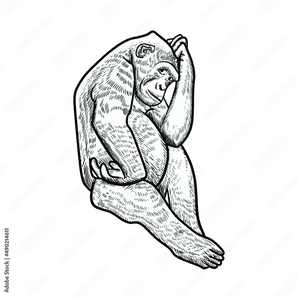 illustration of monkey