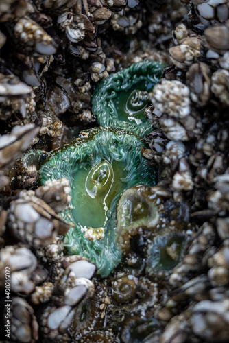 sea anemone in tide pool