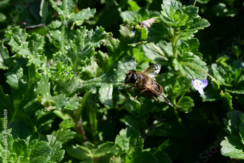 Western honey bee sittino on shrubs photo