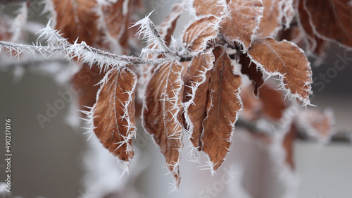 Close up of autumn tree leaves in frost