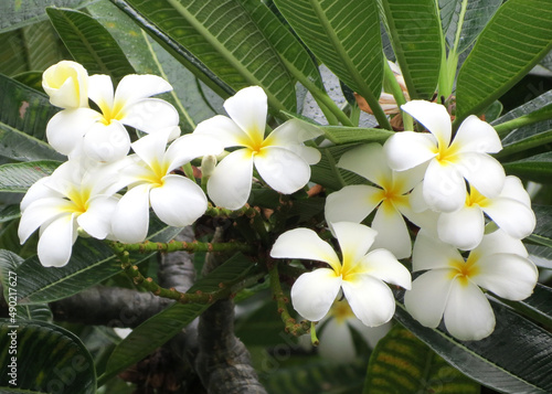 Bunch of Madagascar Palm flowers