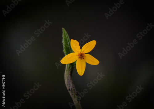 Closeup of the beautiful yellow flower against dark background. Bidens triplinervia. photo