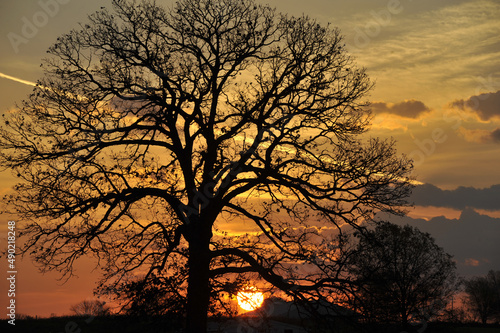 Burr Oak tree silhouette with a beautiful orange sunset behind photo