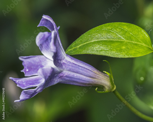 Closeup of a skullcap (Scutellaria) flower blooming on a green background photo