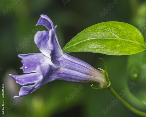 Bilde på lerret Closeup of a skullcap (Scutellaria) flower blooming on a green background
