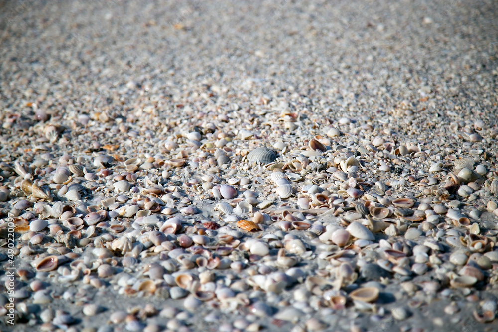 Shells on the Beach