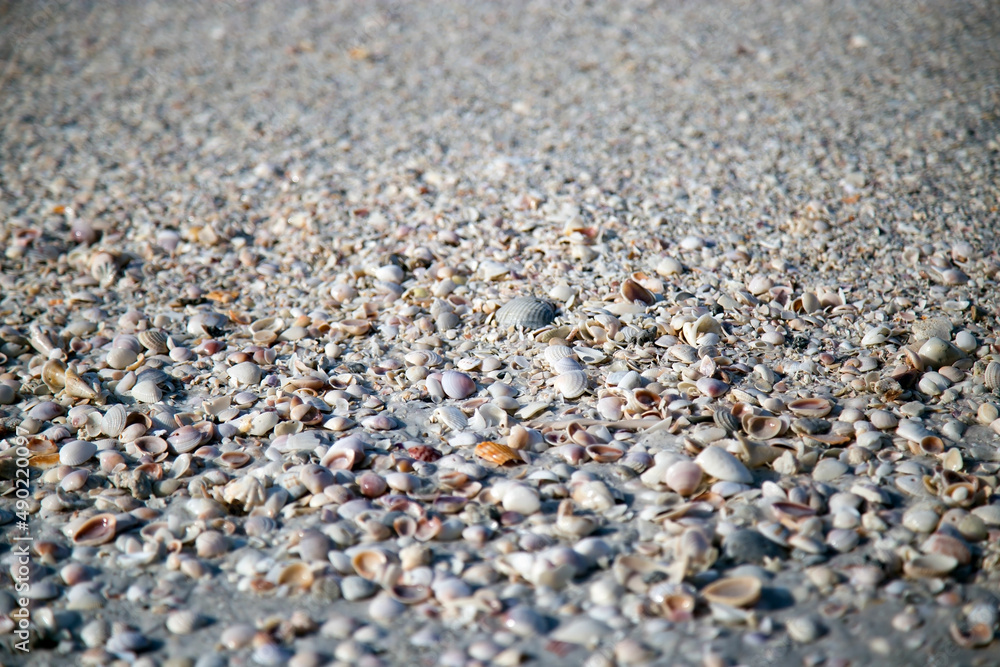Shells on the Beach Shells on the Beach
