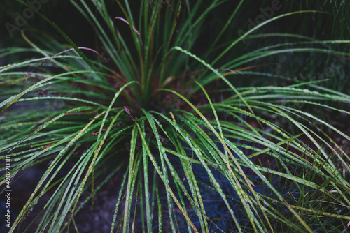 grass plant with raindrops shot in tropical backyard