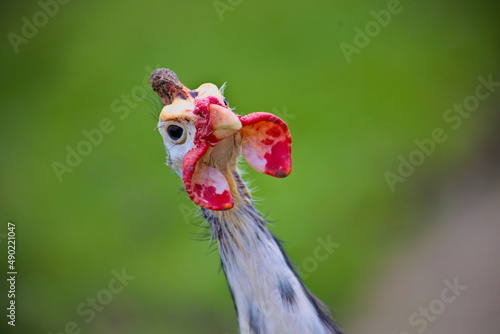 Fototapet Closeup shot of a domestic guinea fowl walking in a farm