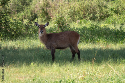 Defassa Waterbuck standing in grassland on a sunny day in Murchison Falls National Park, Uganda photo