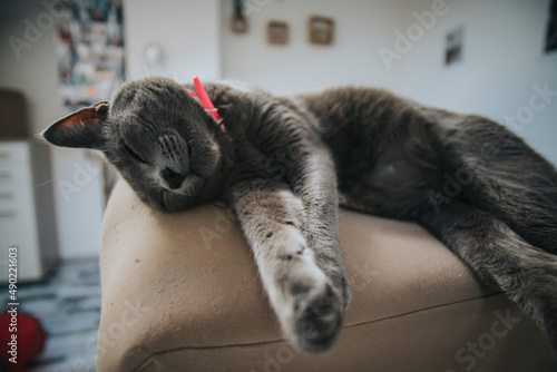 Closeup of a fluffy cute cat photo