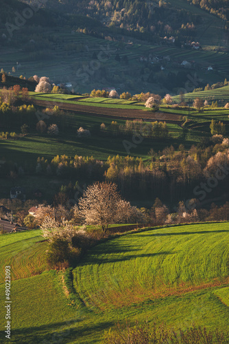 Beautiful sunrise view in spring in the full bloom of cherry trees in Hrinova village, Slovakia photo