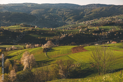 Beautiful sunrise view in spring in the full bloom of cherry trees in Hrinova village, Slovakia photo