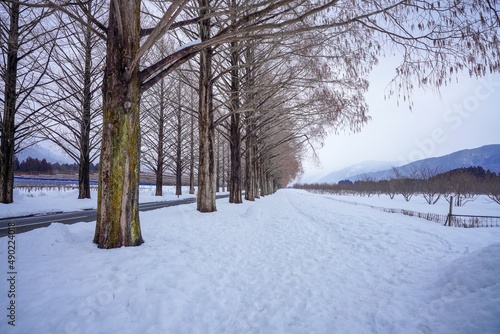 たくさんの雪が積もったメタセコイヤ並木の雪景色＠マキノ、滋賀