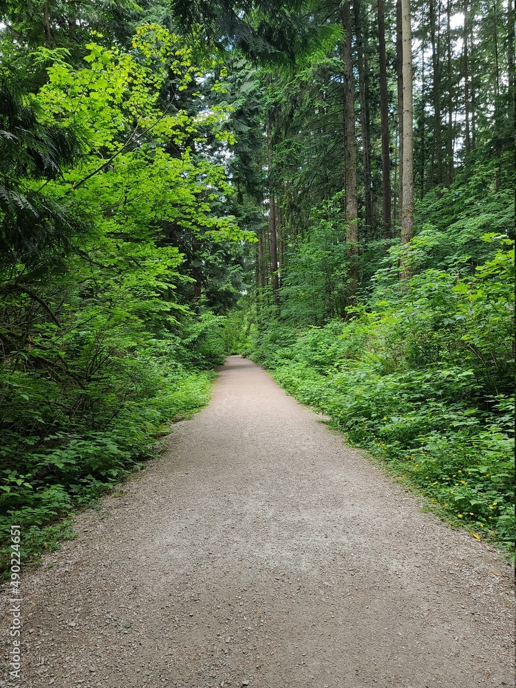 path in the woods