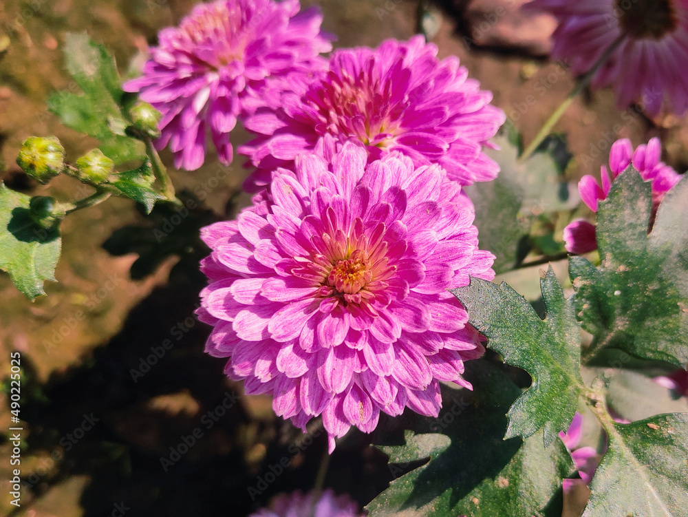 Obraz premium Close up shot of pink flowers.