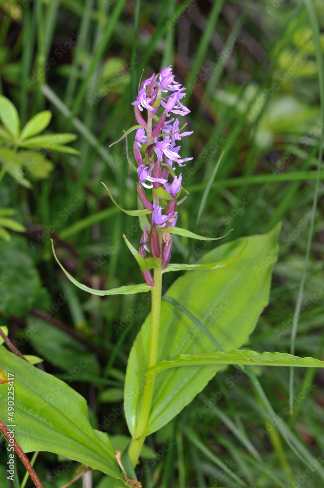 ノビネチドリ（北海道・知床）
