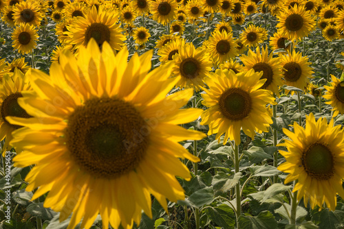 Beautiful view of the yellw sunflowers in the field photo