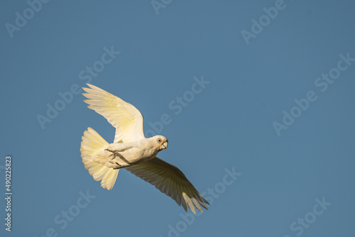 White Parrot flying in a blue sky - little corella