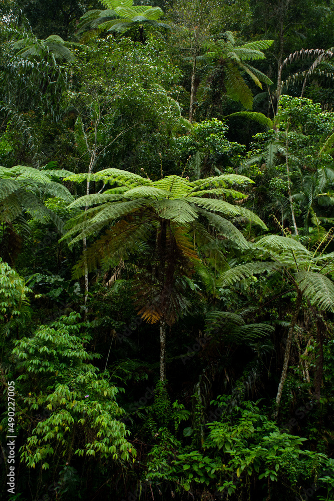 tropical forest in the jungle tropical forest in the jungle
