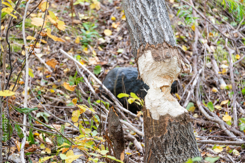 A large thick aspen tree with dark brown textured bark. There's a large piece hollowed out in the tree exposing a light wood. The hole is textured with beaver teeth marks from being gnawed on.