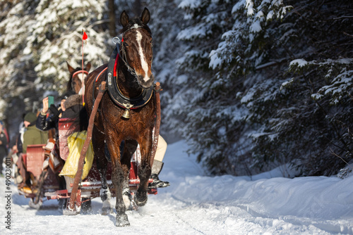 Horse pulling a sled with tourists on it