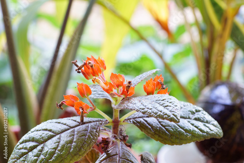 Selective focus shot of sunset bells (Chrysothemis pulchella) in the garden photo