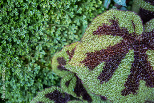 Closeup of the Begonia Masoniana against a blurry background of green leaves photo