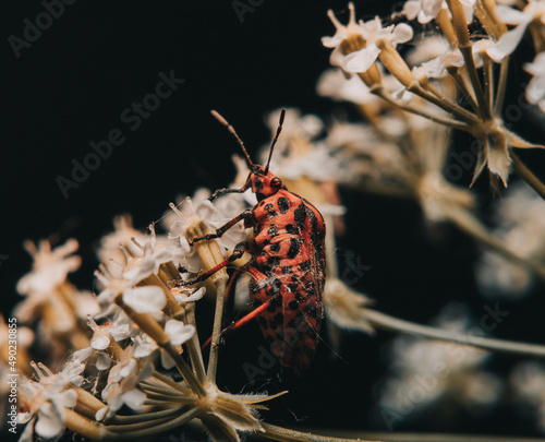 Crucifer bug on flowers photo