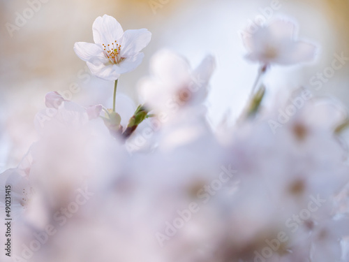 公園の桜 © taronabe
