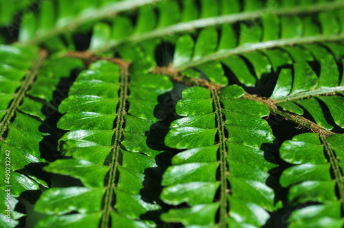 Close up of plant leaves in Bergius Botanic Garden photo