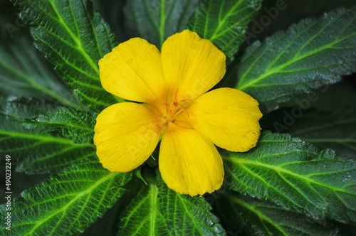 Damiana flower in Bergius Botanic Garden photo