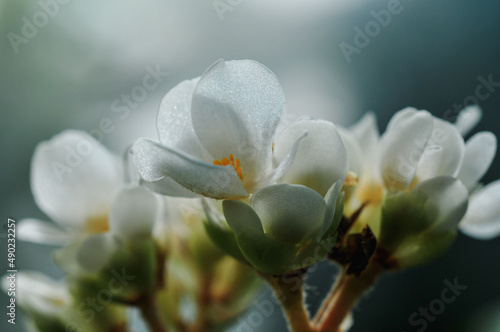 Close up of white freesia flowers in Bergius Botanic Garden photo