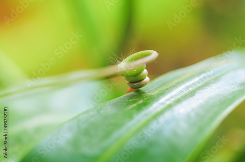 Close up of plants in Bergius Botanic Garden photo