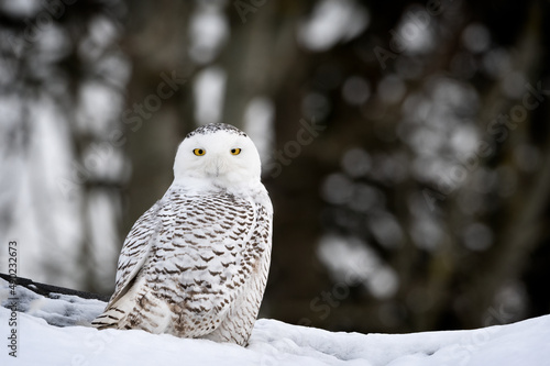 Owl in snow in Sidney, BC, Canada © David Hutchison/Wirestock
